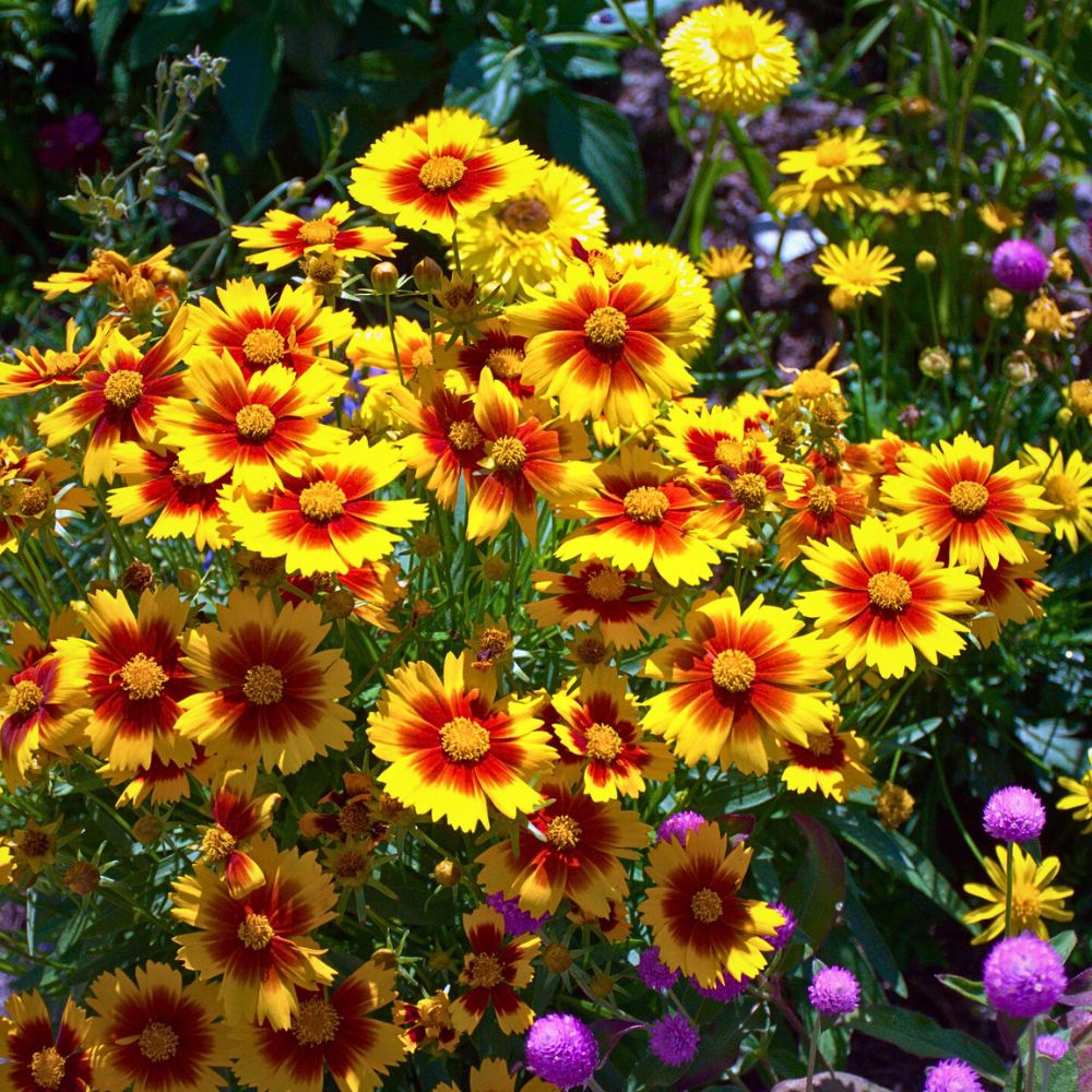 Coreopsis, the Golden Sun-Kissed Beauty Also Called Tickseed