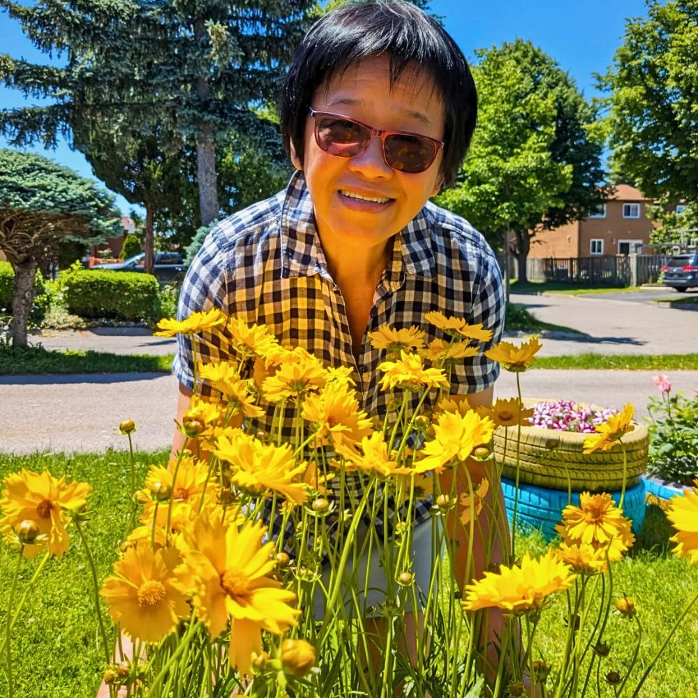 A profusion of Coreopsis flowers