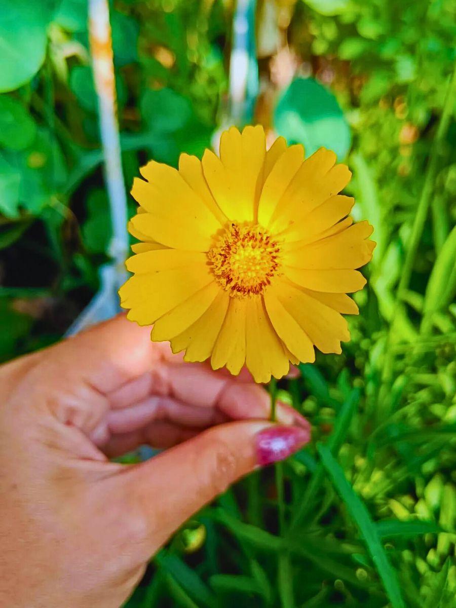 Flower of the Coreopsis