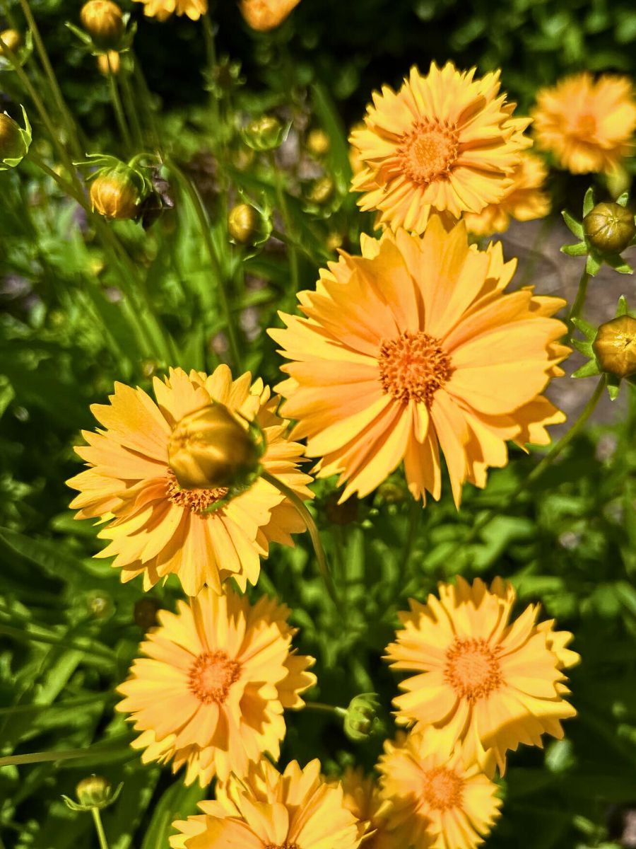 Coreopsis, the Golden Sun-Kissed Beauty Also Called Tickseed