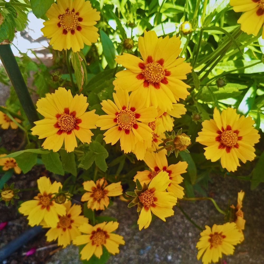 Coreopsis, the Golden Sun-Kissed Beauty Also Called Tickseed