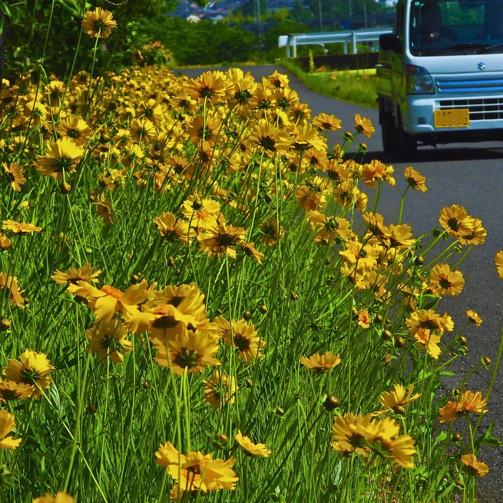 Coreopsis, the Golden Sun-Kissed Beauty Also Called Tickseed