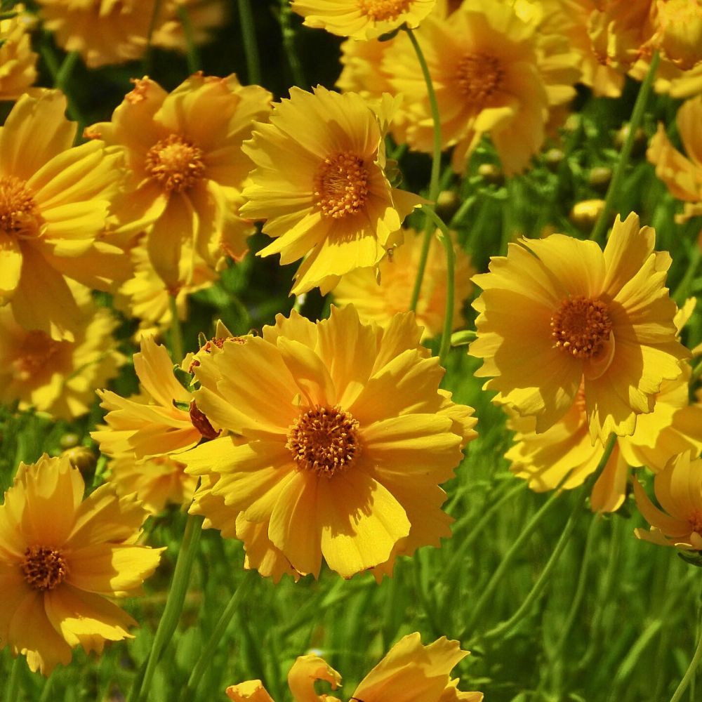 Coreopsis, often known as tickseed