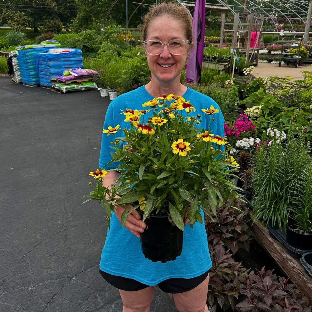 Coreopsis, the Golden Sun-Kissed Beauty Also Called Tickseed