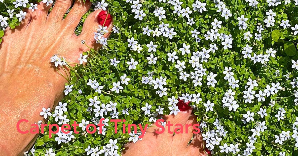 Blue Star Creeper - Thursd Article Header Image