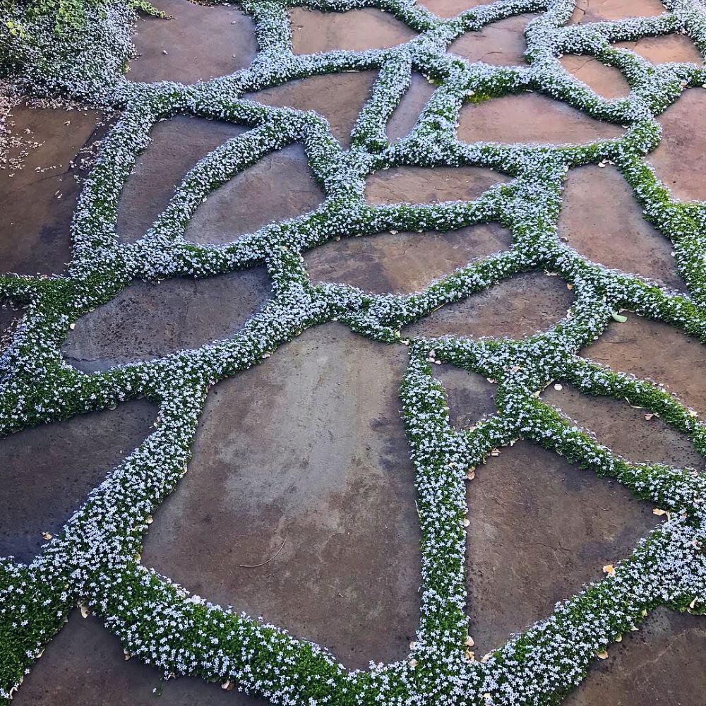 Blue Star Creeper Patio