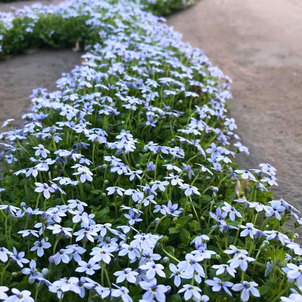 Blue Star Creeper looking all colorful in a landscape
