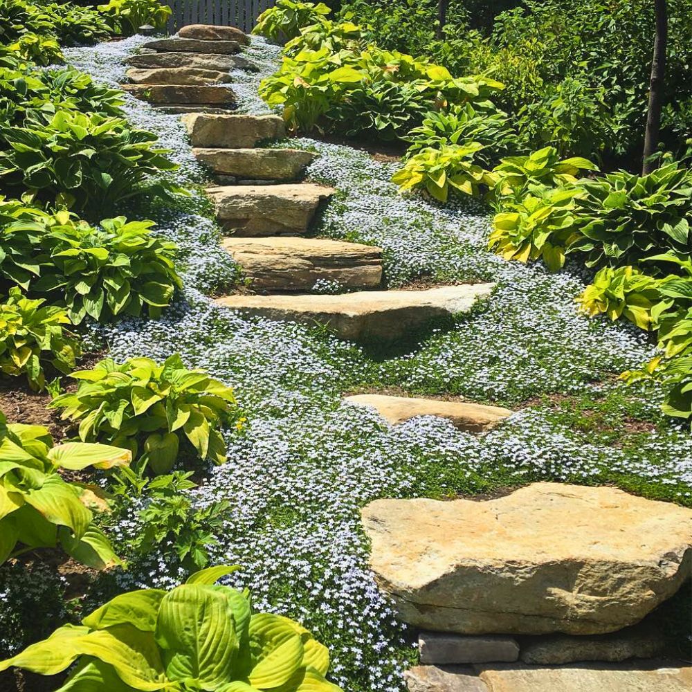 Breathtaking landscape featuring Blue Star Creeper
