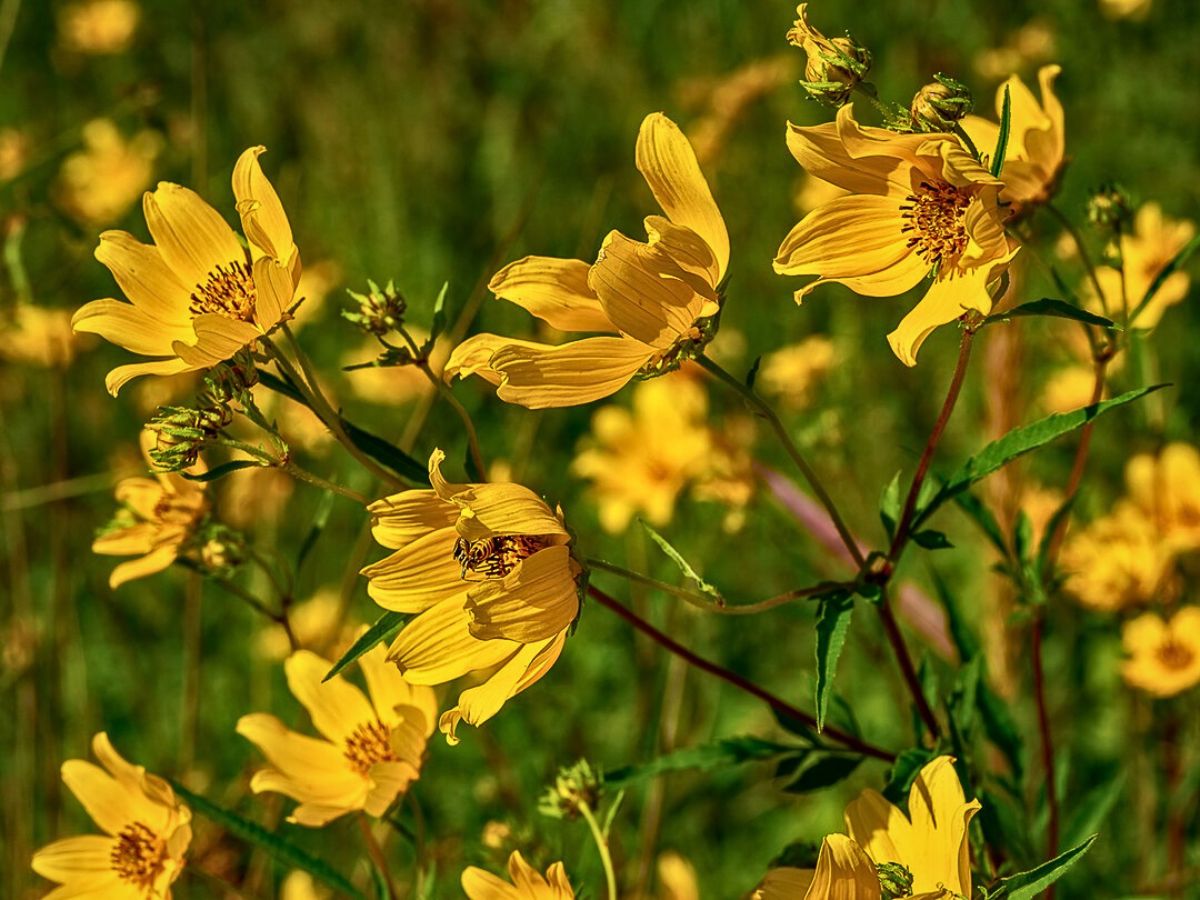 Coreopsis, the Golden Sun-Kissed Beauty Also Called Tickseed
