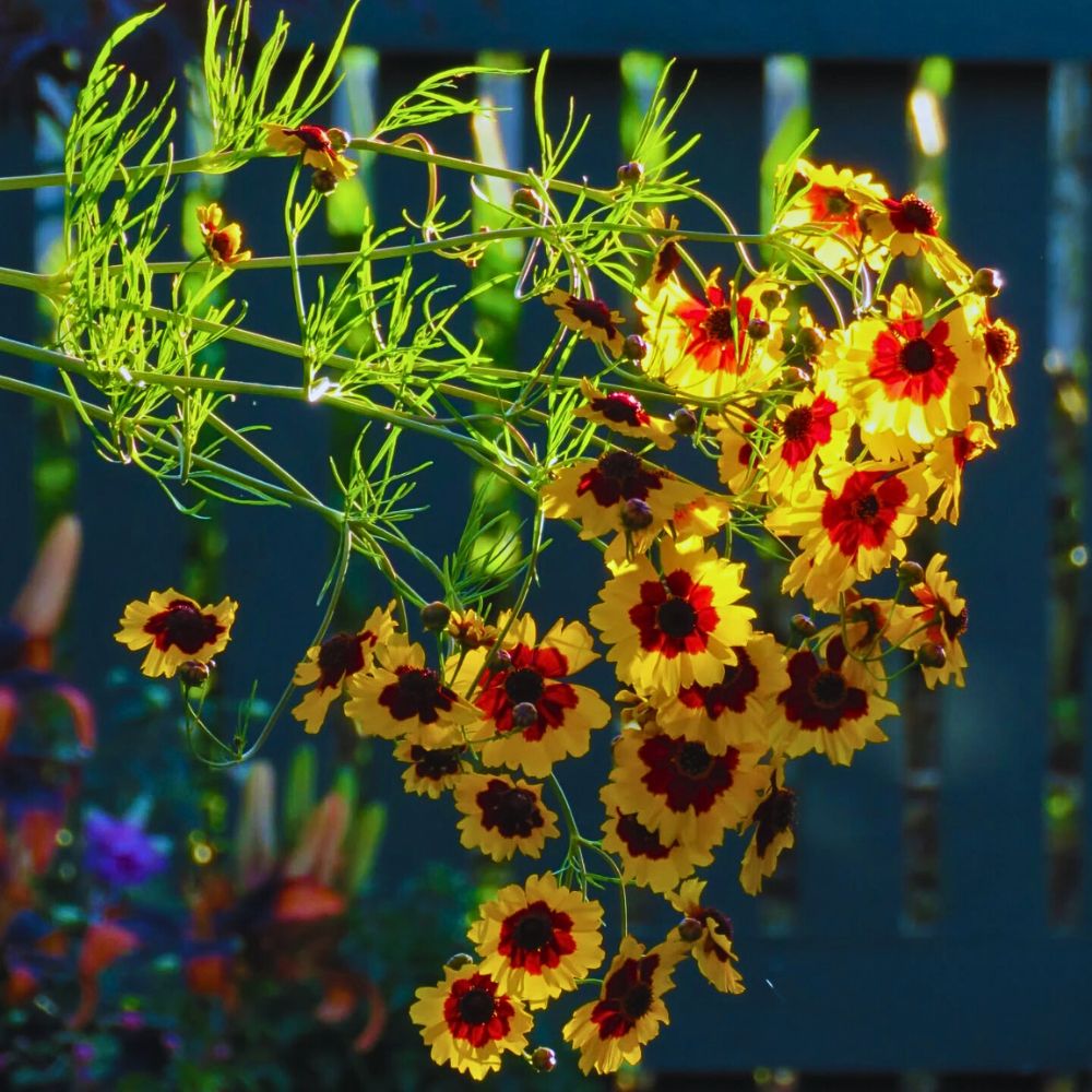 Summer flowers - coreopsis tinctoria