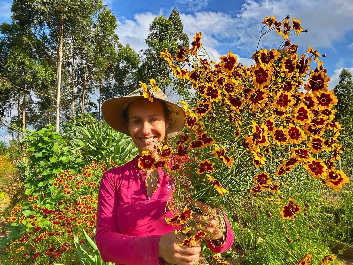Gathered Coreopsis flowers
