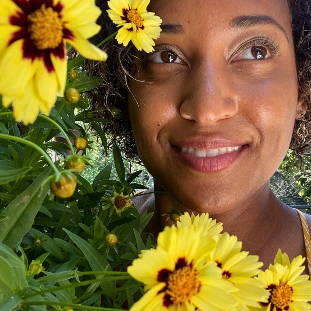 Bright yellow colored Coreopsis flowers