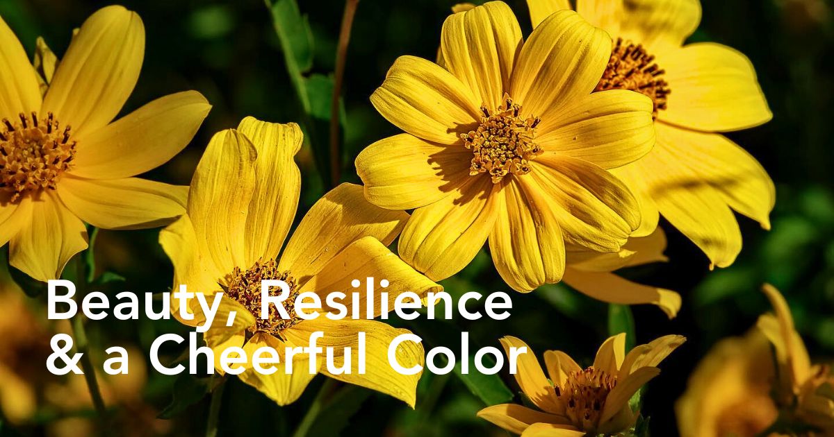 Coreopsis, Also Called Tickseed, Comes in Many Varieties, Including Coreopsis Lanceolata - Thursd Article