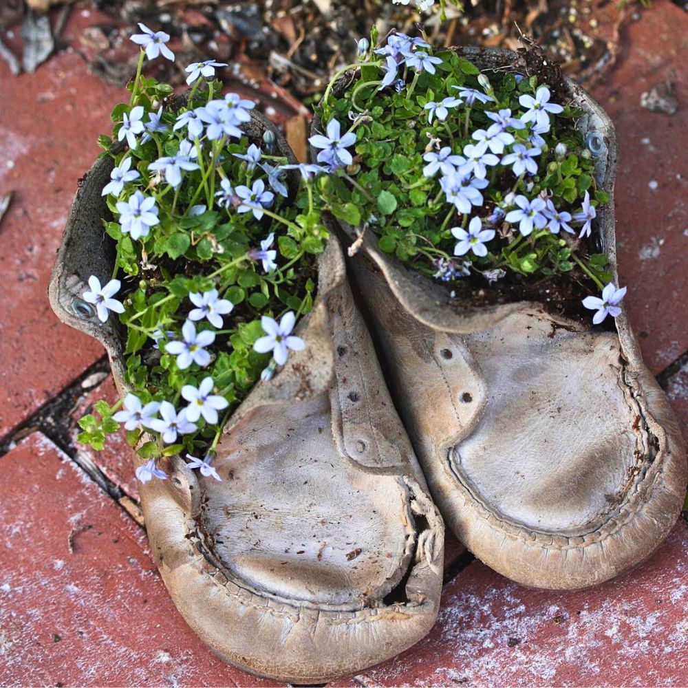 Blue Star Creeper grown in old boots