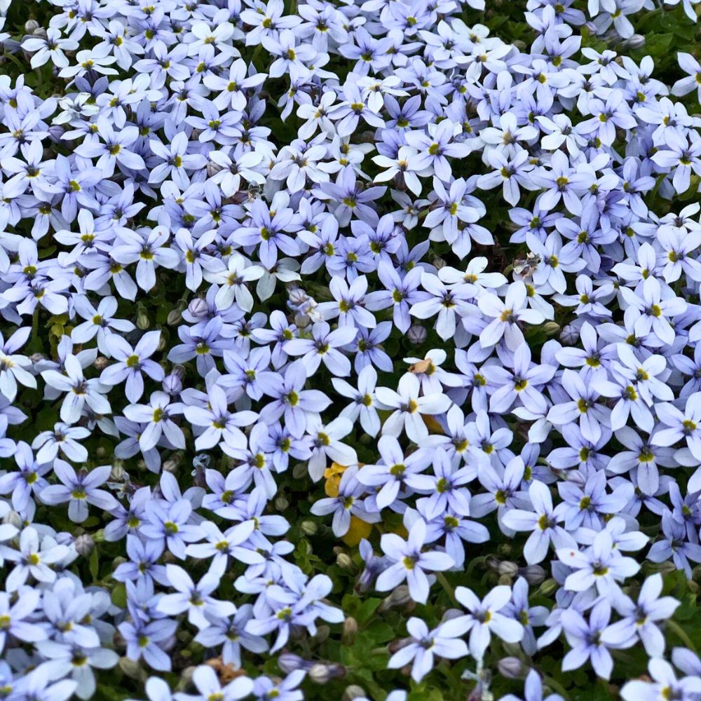 Isotoma fluviatilis million blue stars