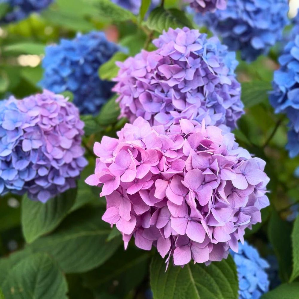 Hydrangeas favorites of Scott Shepherd 10 Questions to Scott Shepherd