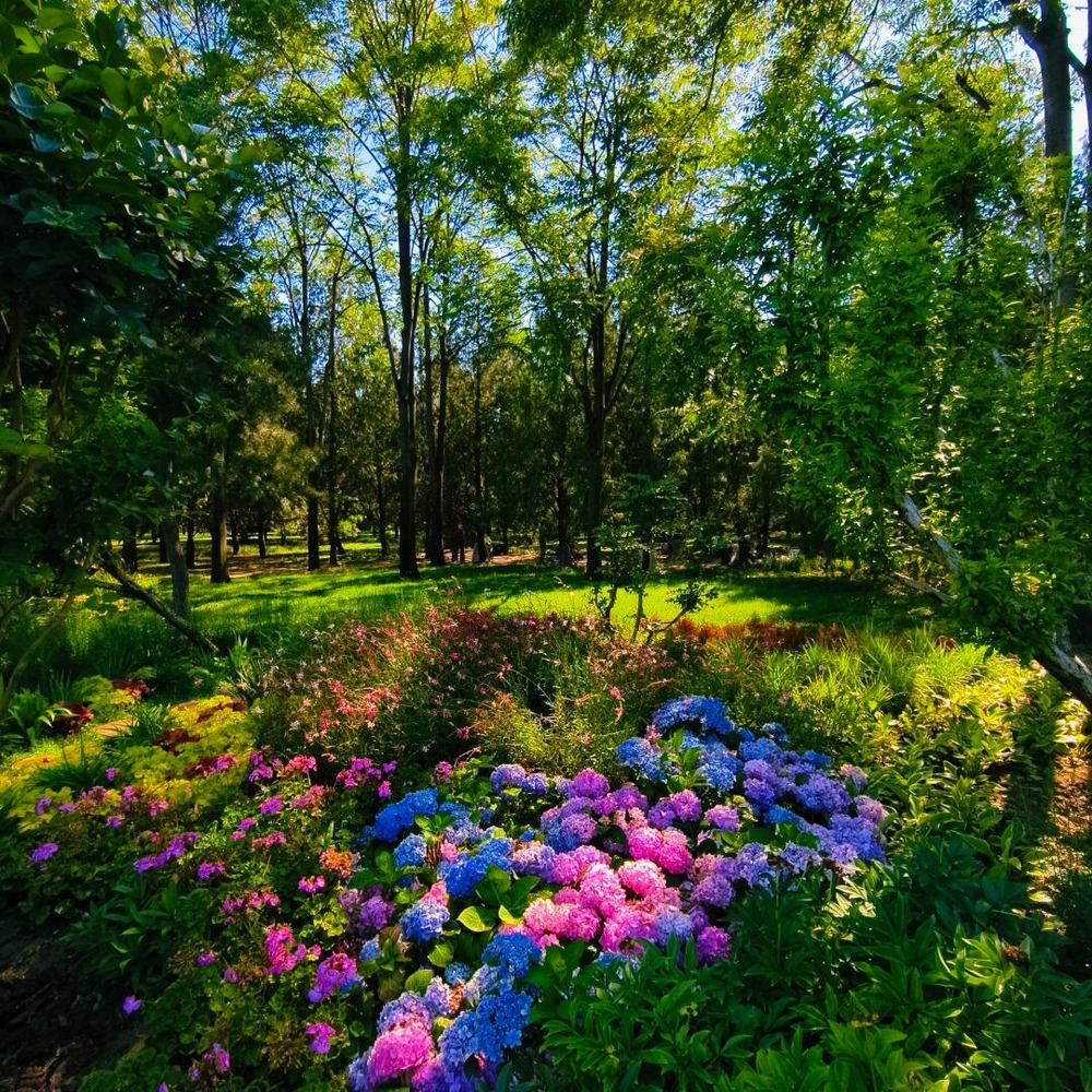 Vibrant flower bed in lush garden Vibrant flower bed in lush garden