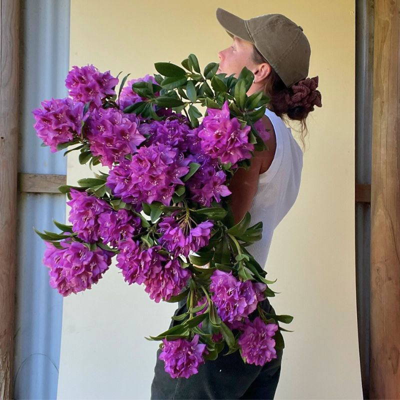 Rhododendrons flowers as gift Hanakotoba