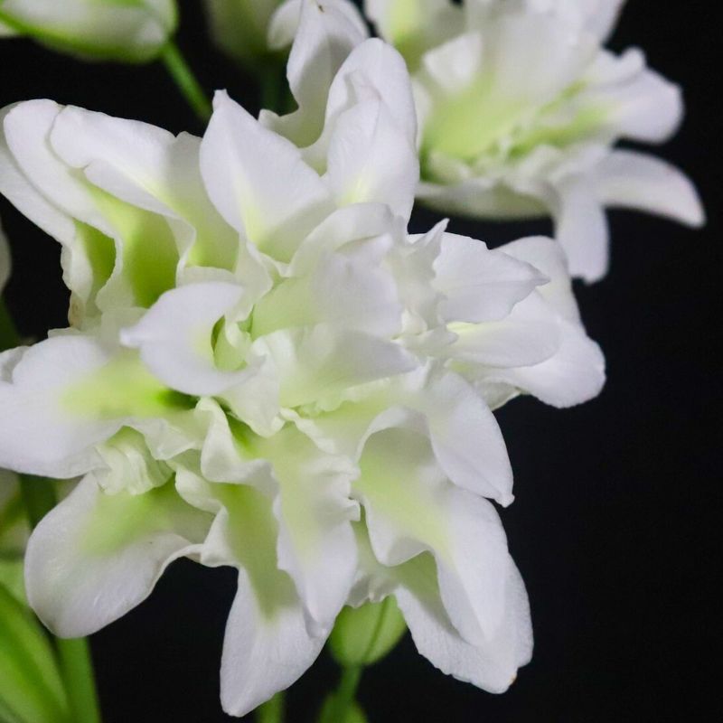 White lily grown by bredefleur Hanakotoba flowers