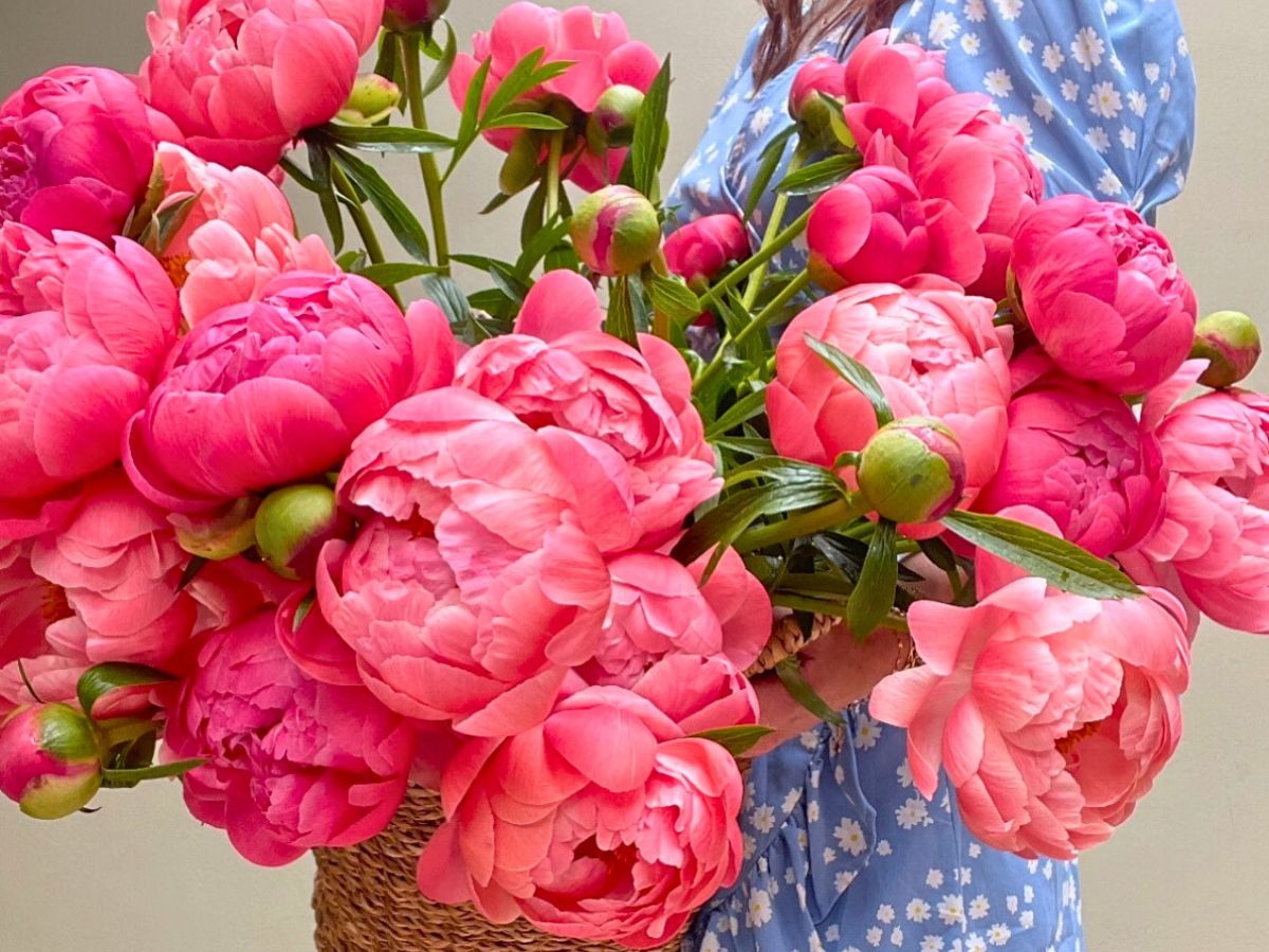 Coral peonies in a basket Hanakotoba