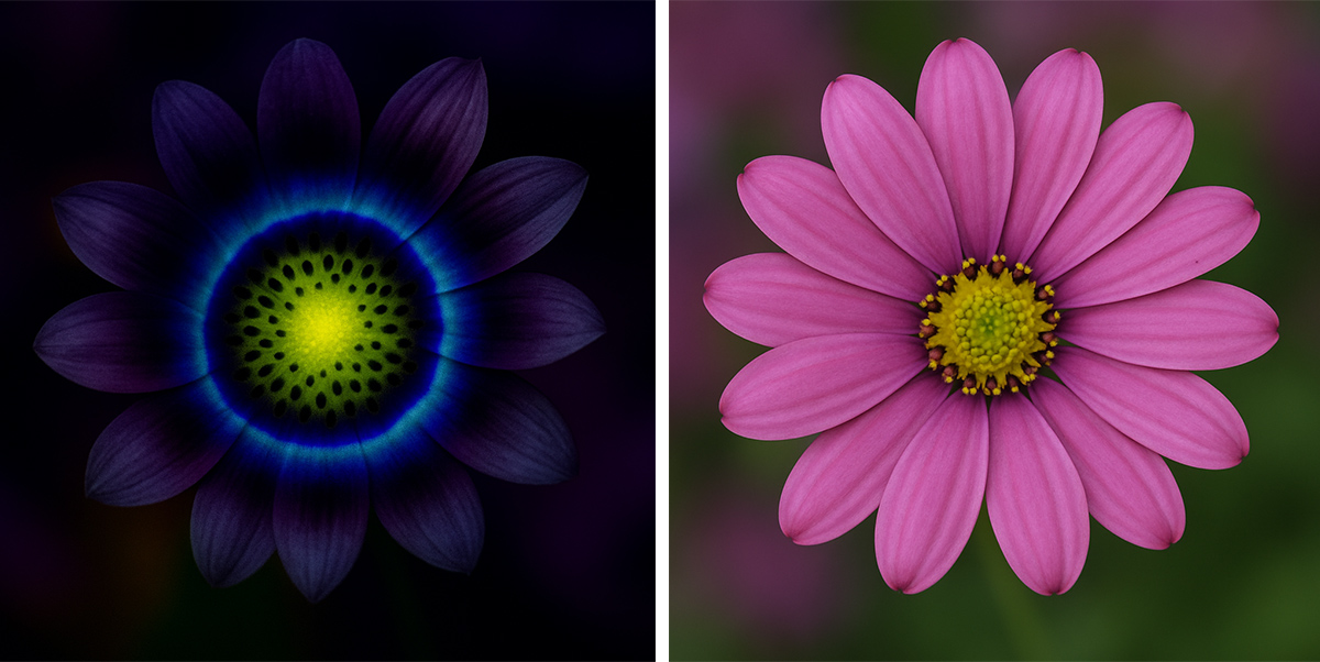 How a bee sees a flower in ultraviolet How a bee sees a flower in ultraviolet