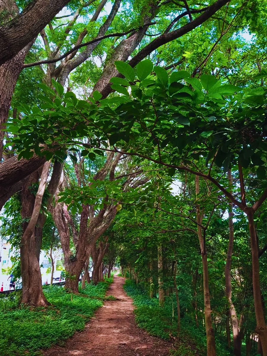 Tiquatira Linear Park Is a 3.2-Kilometer-Long, 100-Meter Wide Urban Park in São Paulo, Brazil, Transformed From a Degraded Area by Helio Da Silva. He Planted Over 40,000 Trees