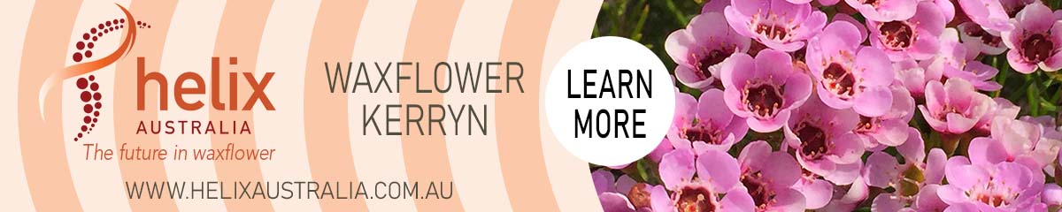 Banner HelixAustralia Waxflower Kerryn