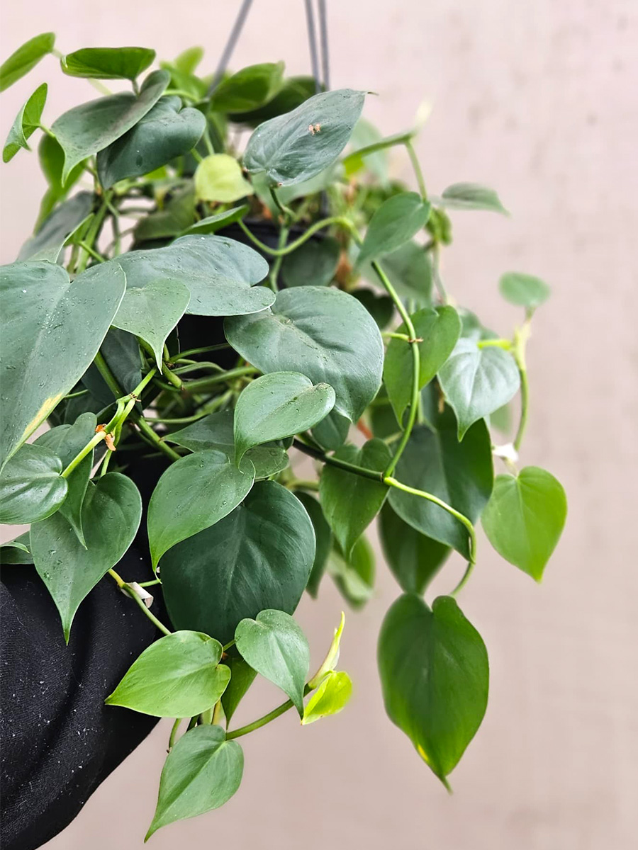 Philodendron Heart Leaf hanged potted plant Philodendron Heart Leaf hanged potted plant