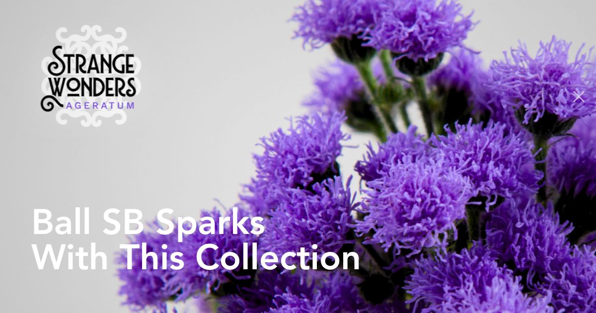 Ageratum JJ Strange Wonders by Ball SB