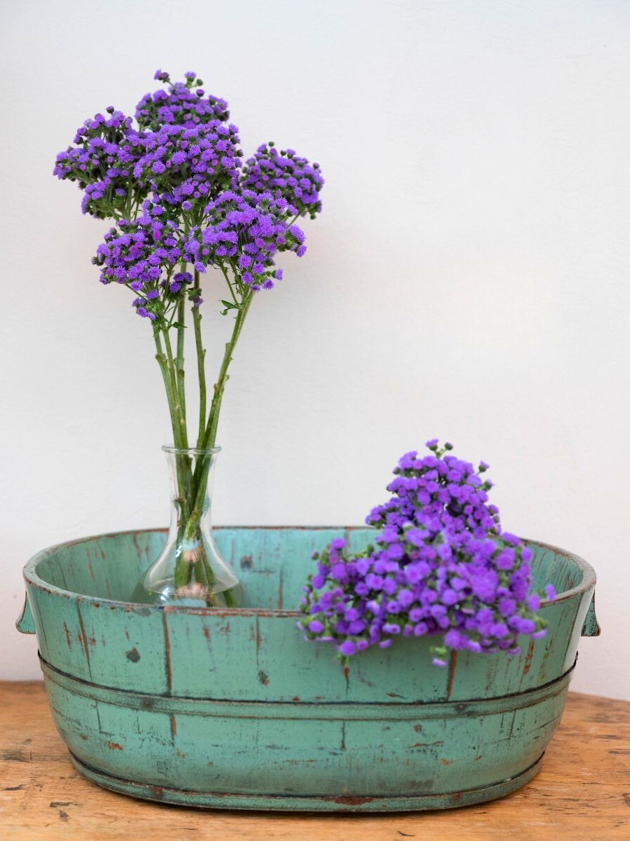 Strange Wonders Ageratum JJ Ball SB