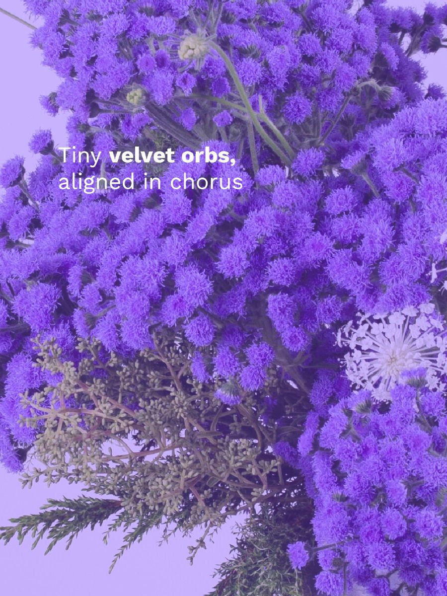 Quote Texture and Color Ageratum JJ Ball Strange Wonders