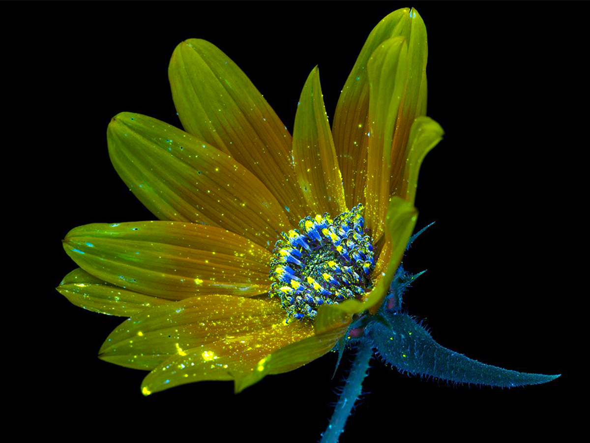 Helianthus gracilentus ultraviolet by Craig Burrows Helianthus gracilentus ultraviolet by Craig Burrows
