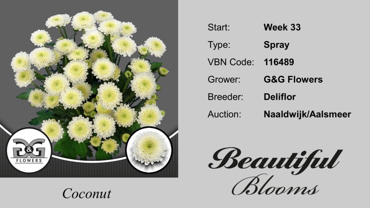 Chrysanthemum Cocout by G&G Flowers 