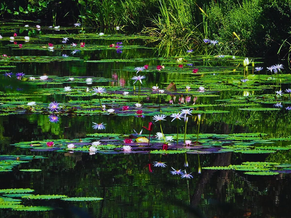 Water lilies on a pond Monet’s Garden Marmottan in Kitagawa Is a Tribute to the French Impressionist Painter Claude Monet’s Garden in Giverny - Thursd Article