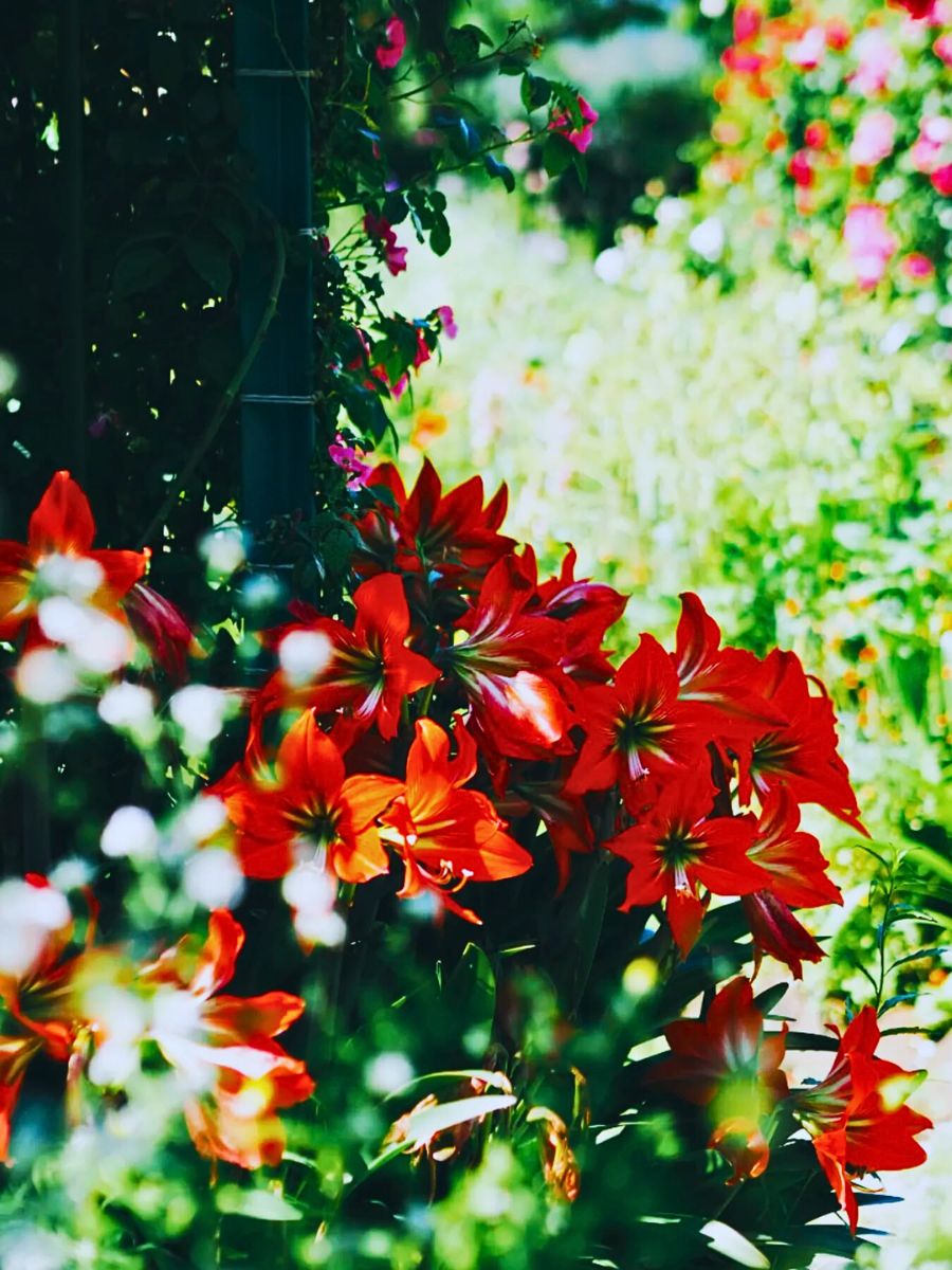 Monet’s Garden Marmottan Monet’s Garden Marmottan in Kitagawa Is a Tribute to the French Impressionist Painter Claude Monet’s Garden in Giverny - Thursd Article