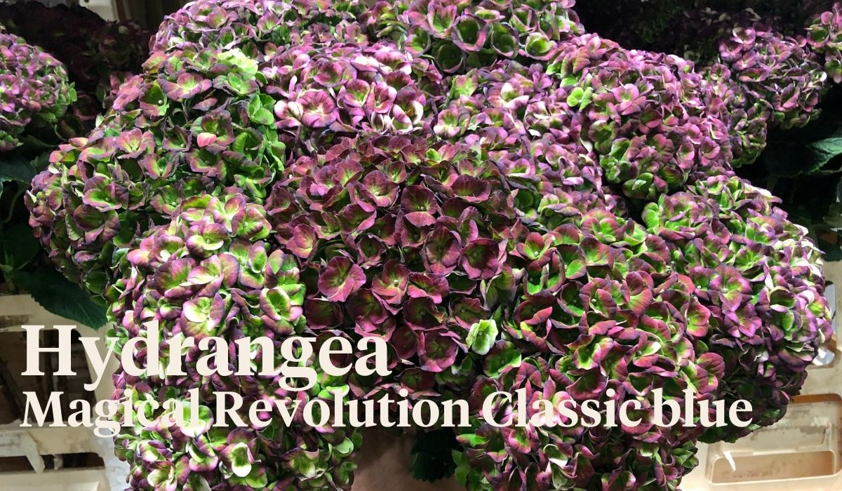 Peter van Delft weekly Menu 37 - Hydrangea Magical Revolution Classic blue - On Thursd.