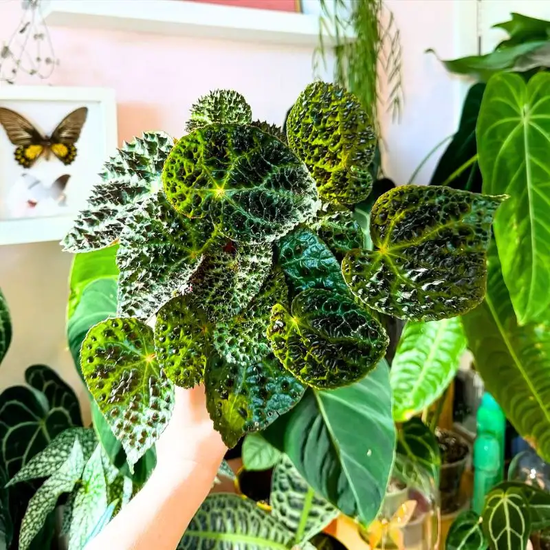 The Spikey Looks of the Begonia Ferox Can Be Deceiving - Thursd Article - Featured Image
