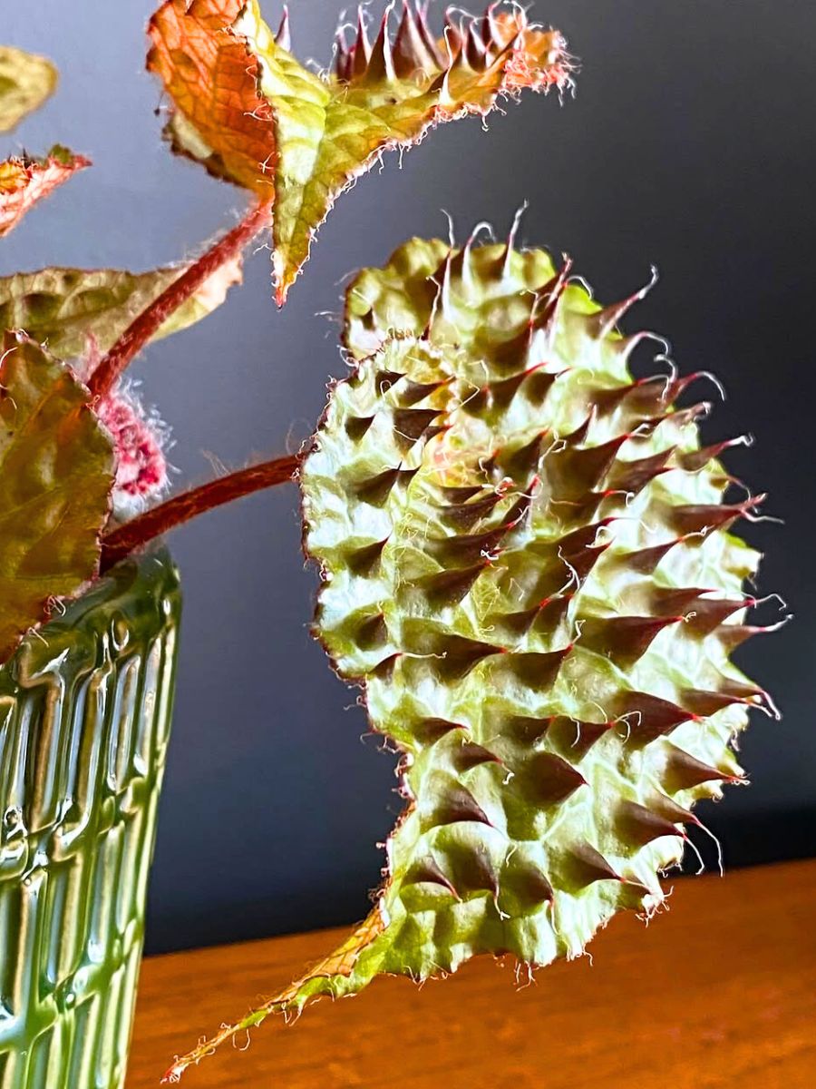 Details of Begonia Ferox spikes Details of Begonia Ferox spikes