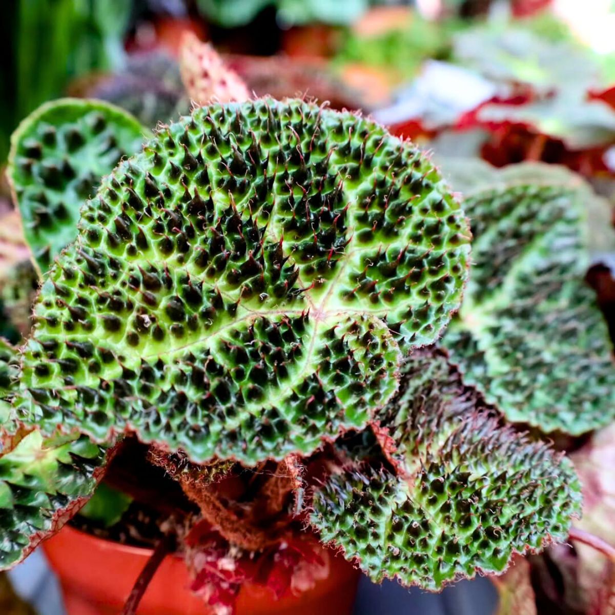 Spiky details of this type of Begonia Spiky details of this type of Begonia