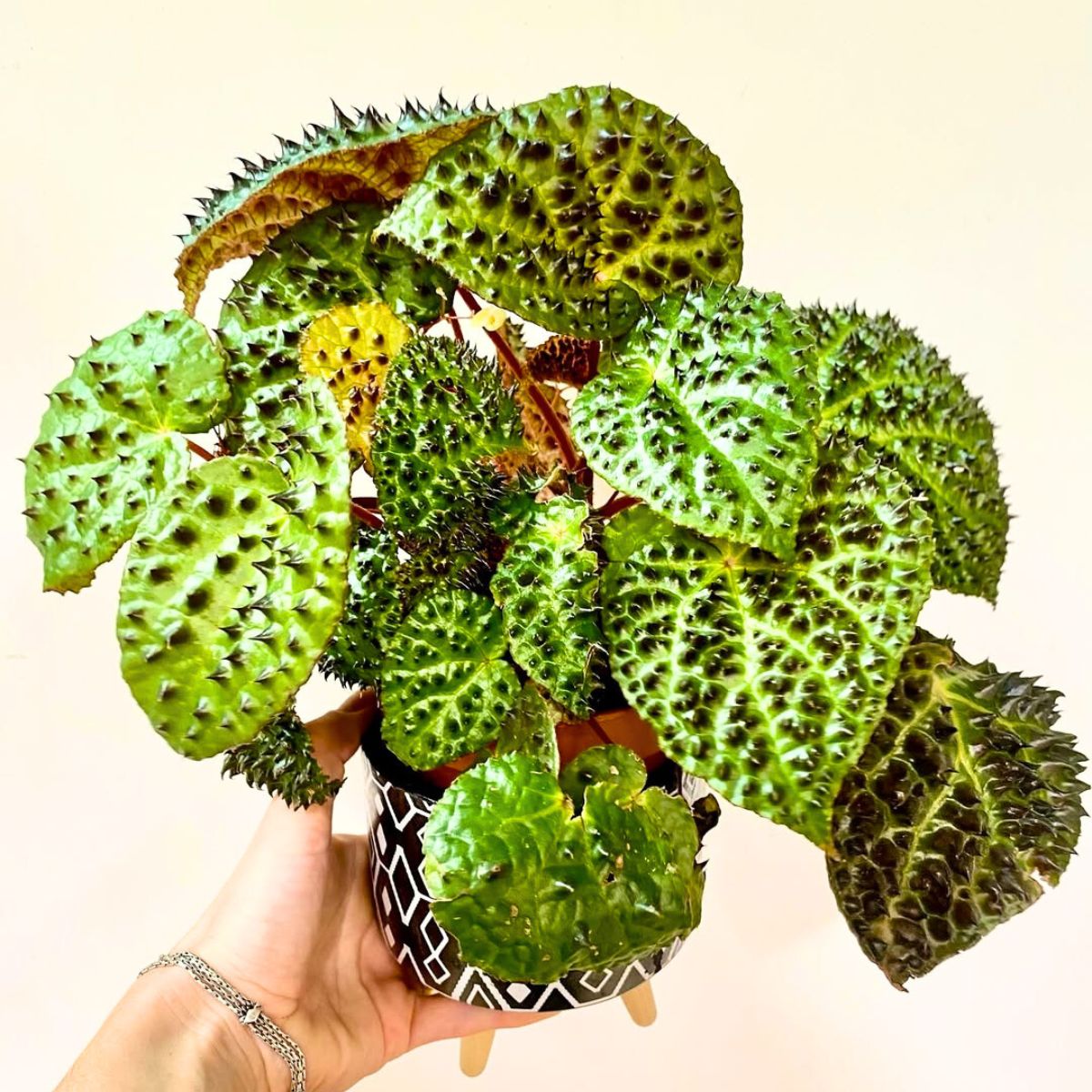 Light requirements for Begonia Ferox Light requirements for Begonia Ferox