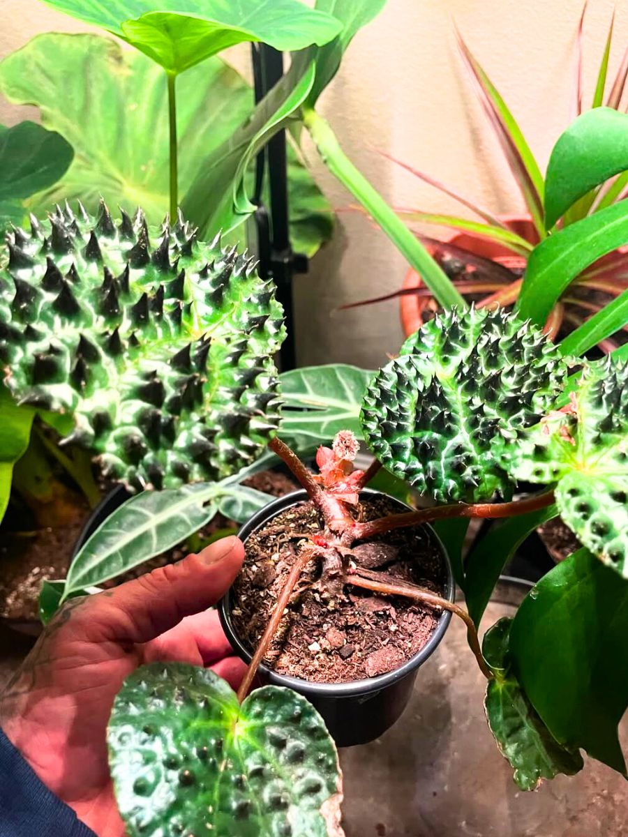 Fertiling a Begonia Ferox plant Fertiling a Begonia Ferox plant