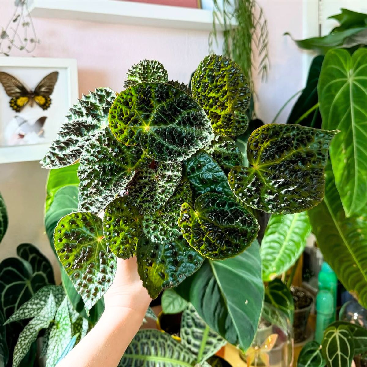 A beautifully grown Begonia Ferox A beautifully grown Begonia Ferox