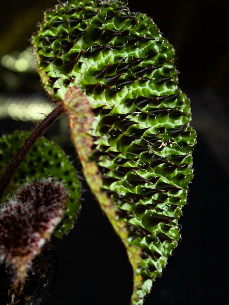 Spiky leaf of a Begonia Ferox houseplant Spiky leaf of a Begonia Ferox houseplant