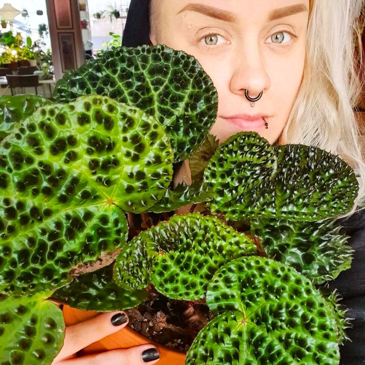 Girl holding a Begonia Ferox houseplant Girl holding a Begonia Ferox houseplant