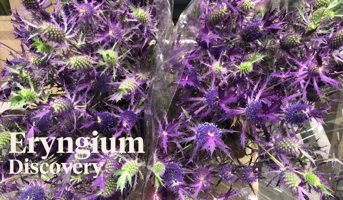 Peter van Delft weekly Menu 37 - Eryngium Discovery - On Thursd.