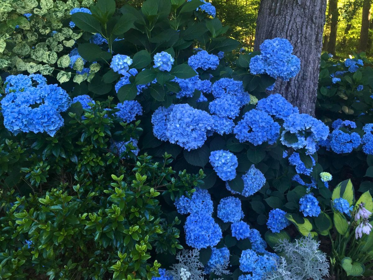 Scott Shepherd favorite hydrangeas from his garden 10 Questions to Scott Shepherd
