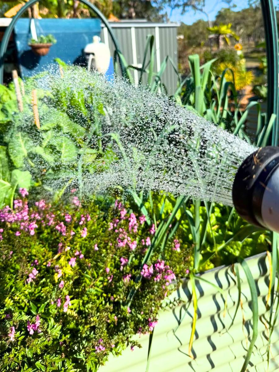 Plants and flowers receiving water