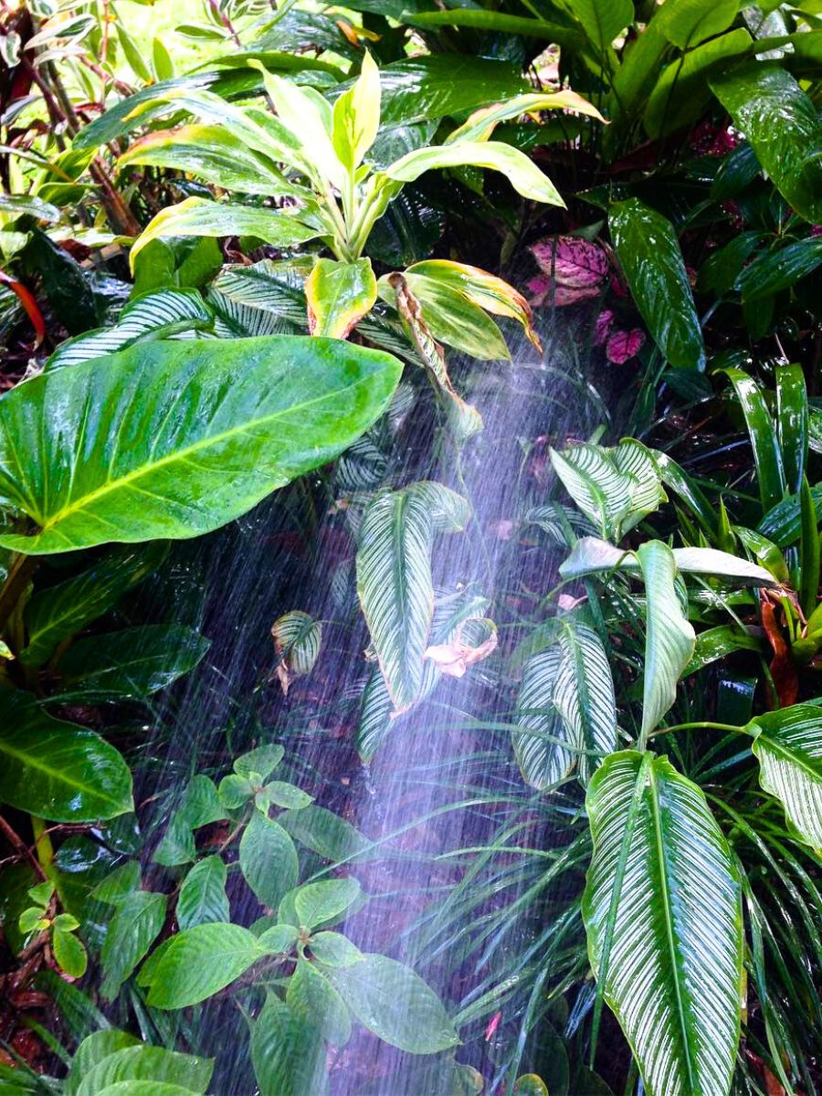 Plants receiving a dose of fresh water