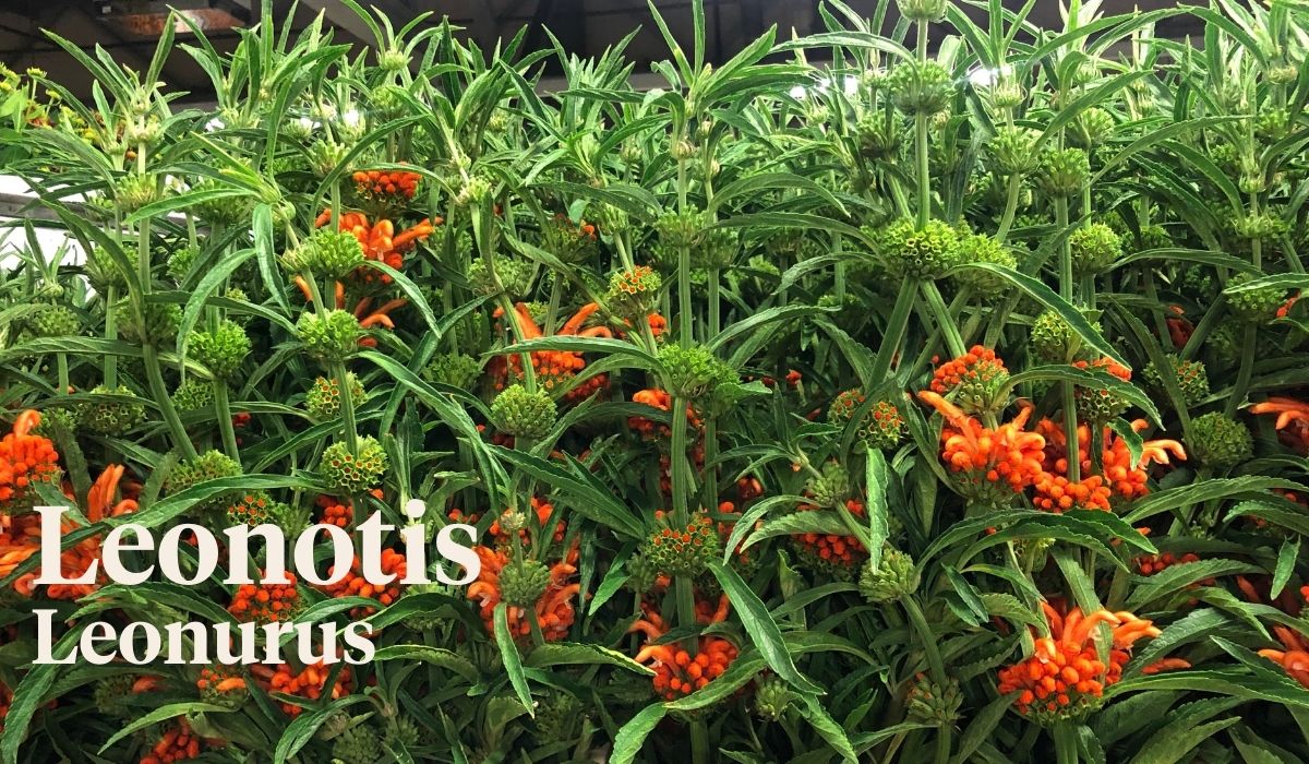 Peter van Delft weekly Menu 37 - Leonotis Leonorus - On Thursd.