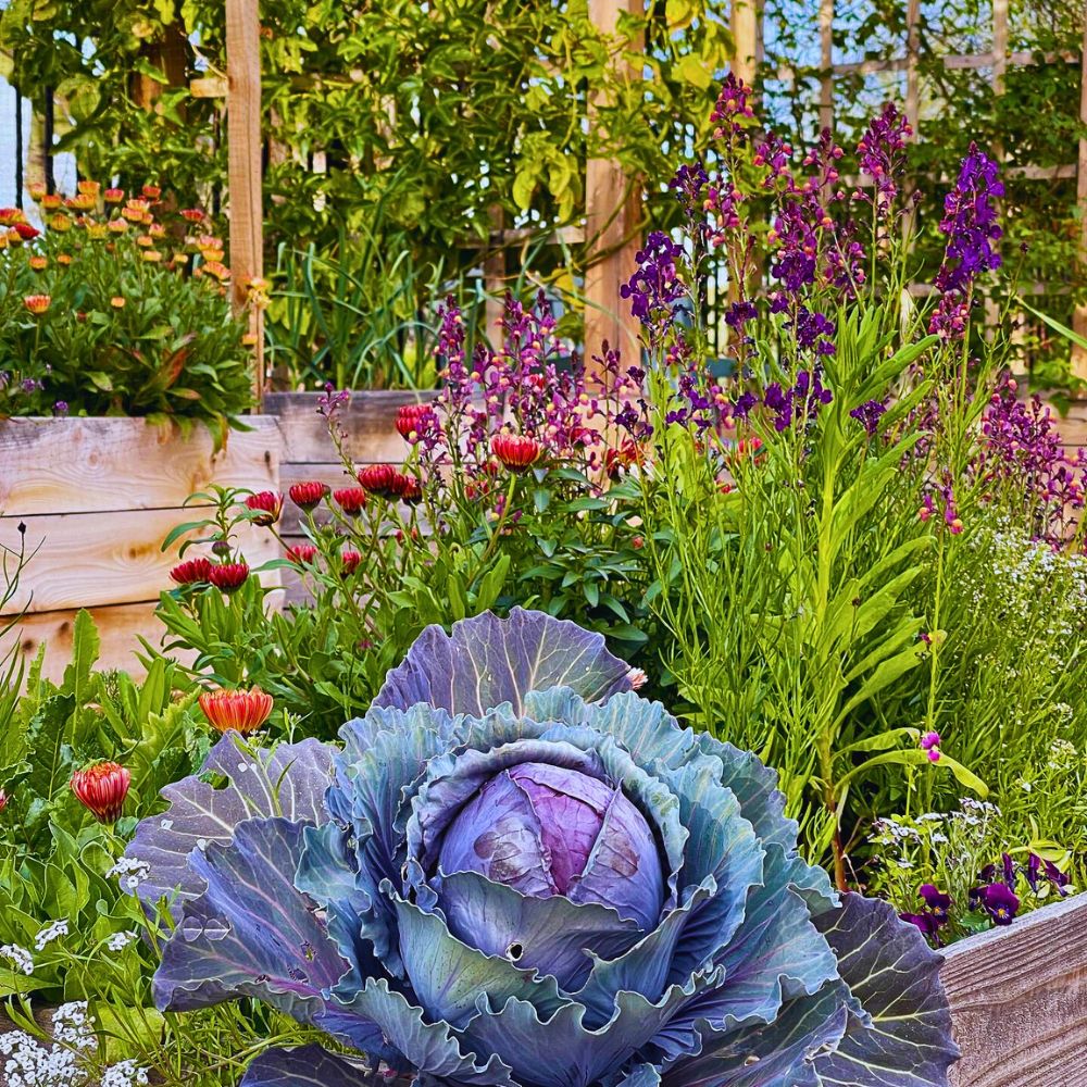 Flowers and vegetables Why Companion Planting With Flowers Matters, and How You Can Effectively Achieve It - Thursd Article